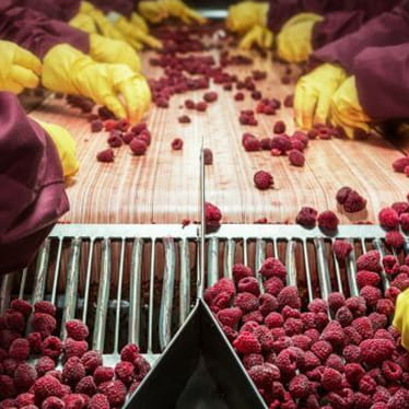 Fresh produce sector